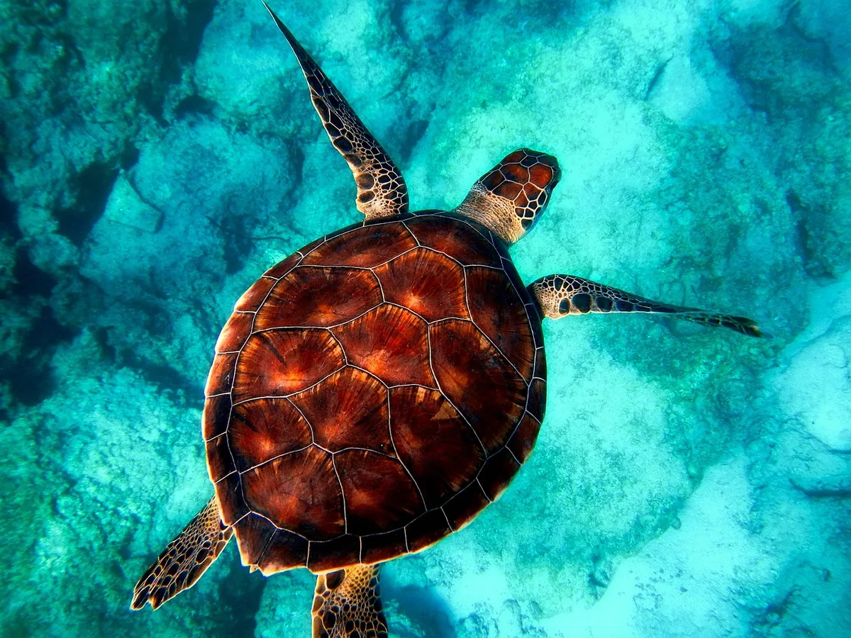 Snorkelling the house reef